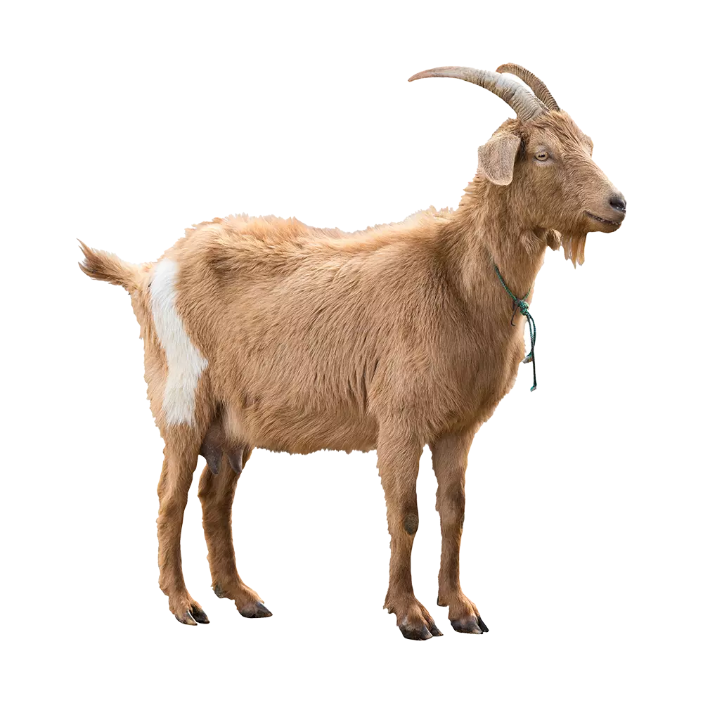Goat