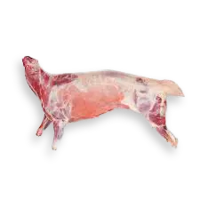 Sheep / Lamb - Image 2